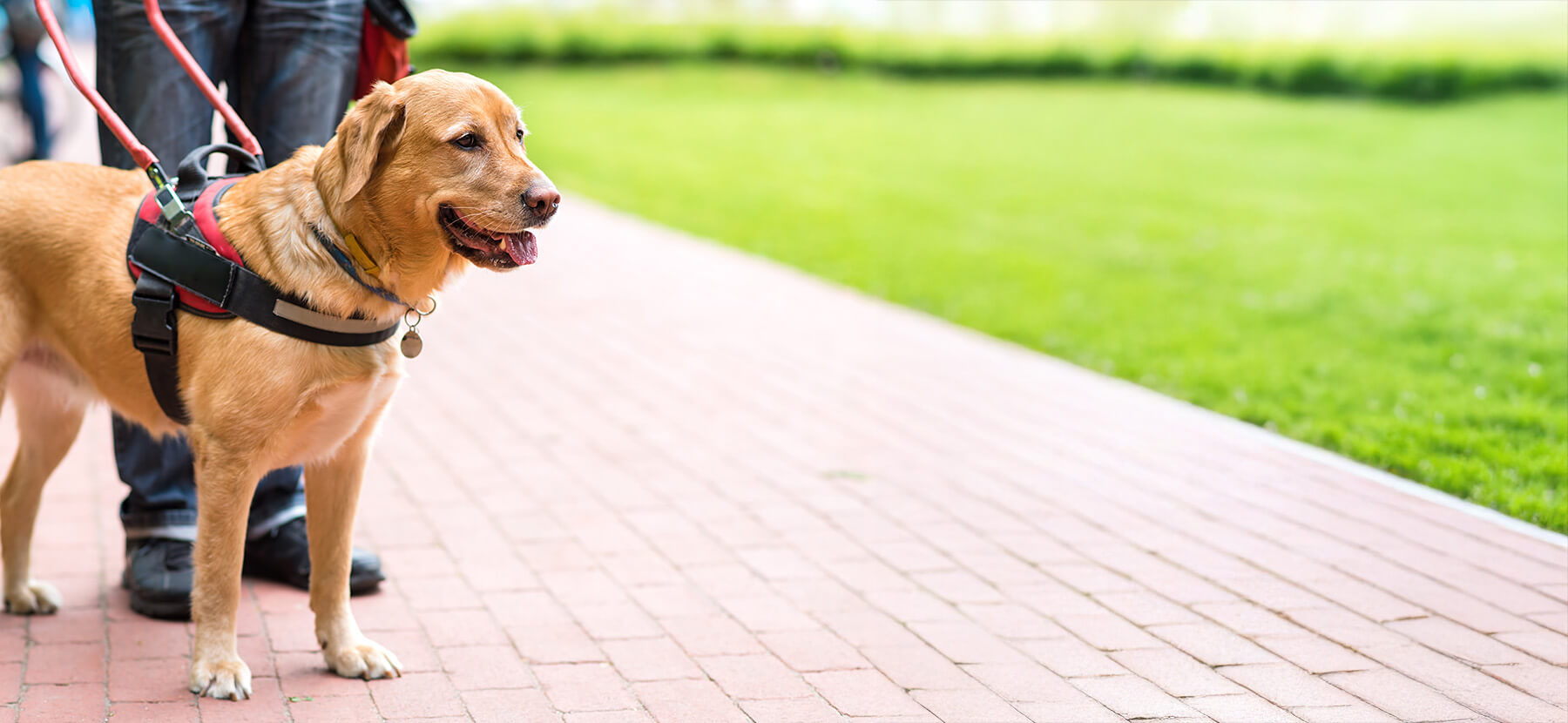 service dogs for epilepsy
